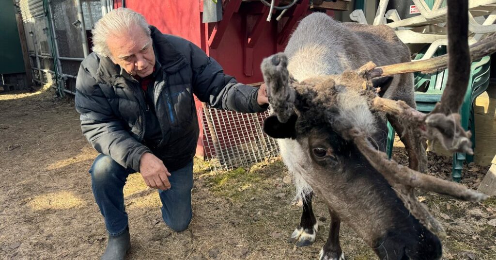 Star reindeer theft and addiction attempts