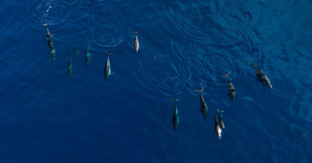 Why these islanders hunt dolphins