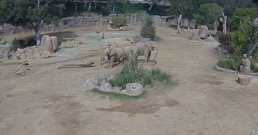 After the earthquake, these elephants knew exactly who should follow: