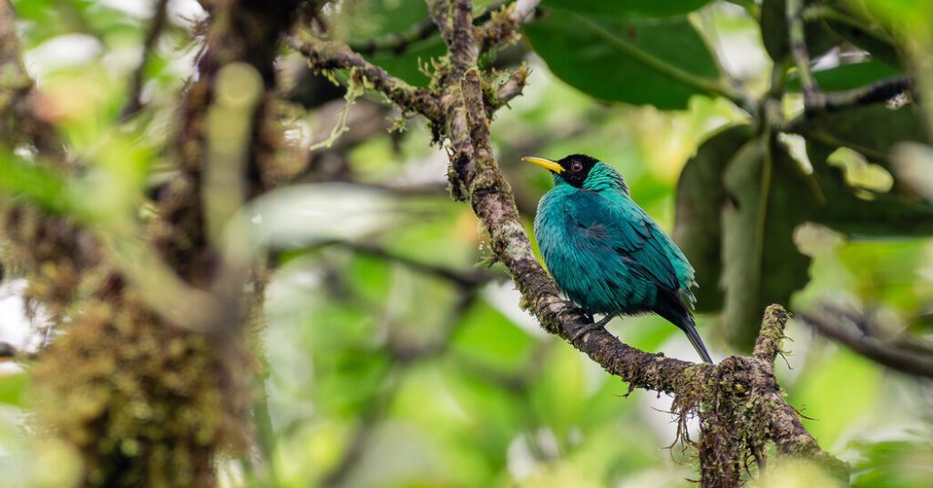 Discover amazing wildlife along the panama canal