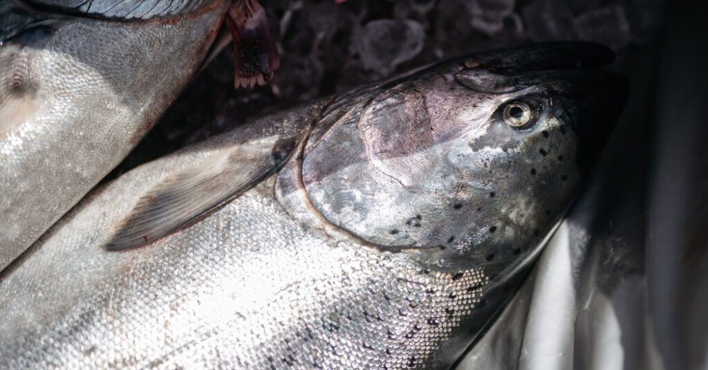 Noaa personnel delivery threatens long standing salmon harvest