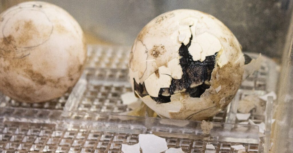 The endangered Galapagos turtle is the first mother of 100 The endangered galapagos turtle is the first mother of 100