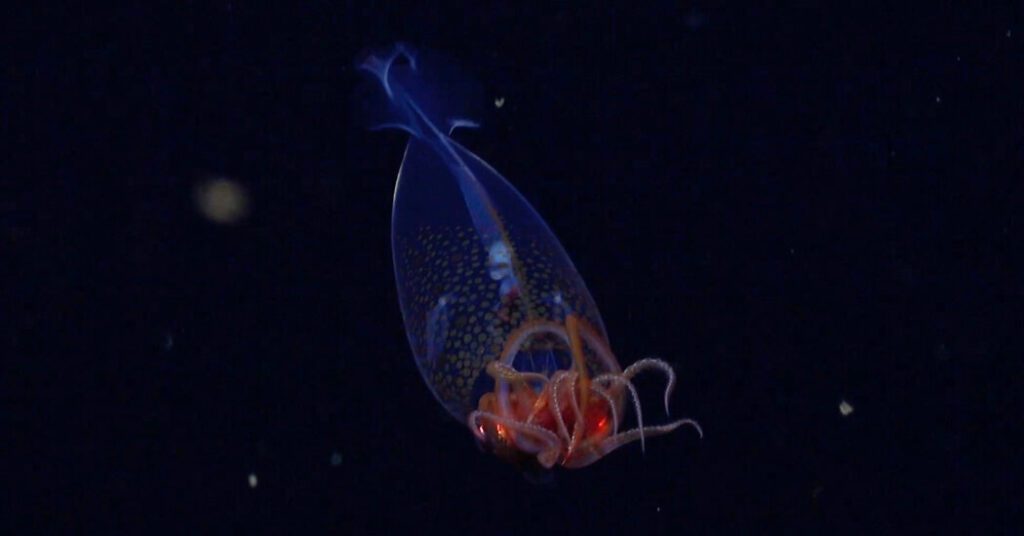 The first sighting of a giant squid