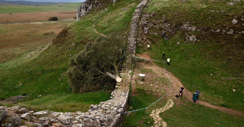The logging of the sycamore gap tree was "intentional and