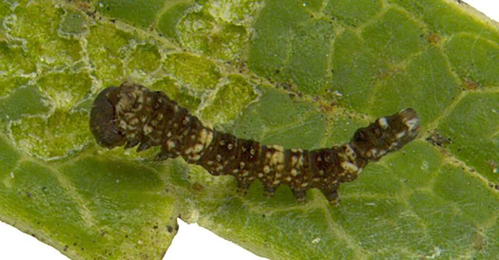 The territory is small, and newborn caterpillars protect it