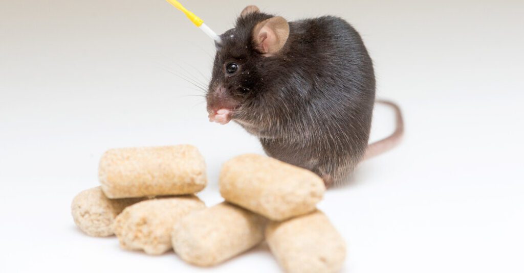 What brainless rodents know about weight loss and hunger
