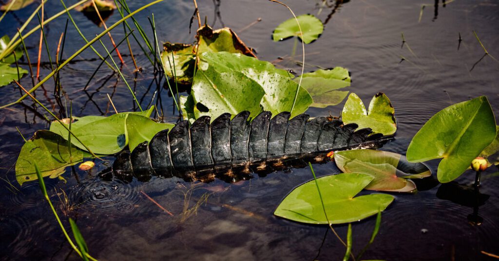 Do you meet the crocodile? this is what to do