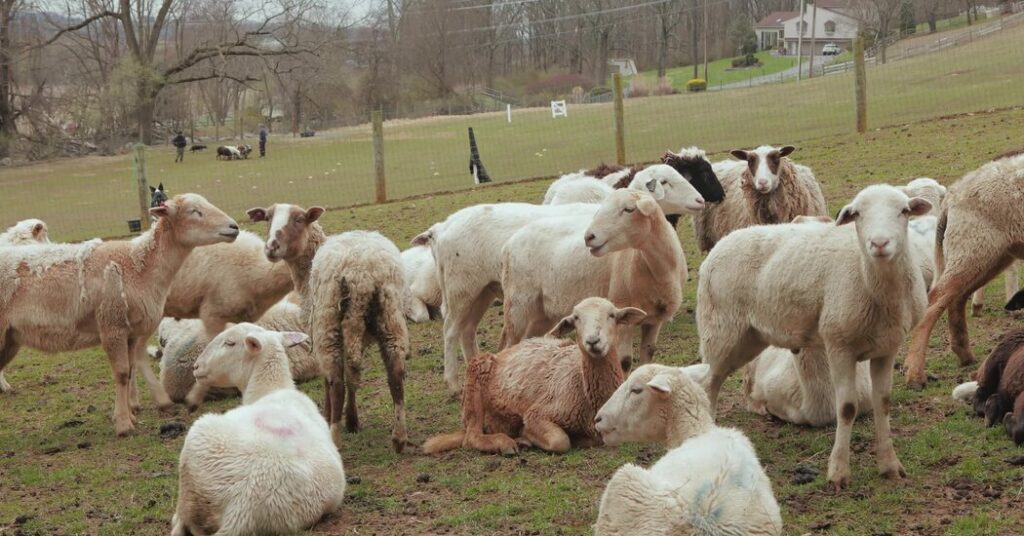 How sheep cardiologists spend sundays