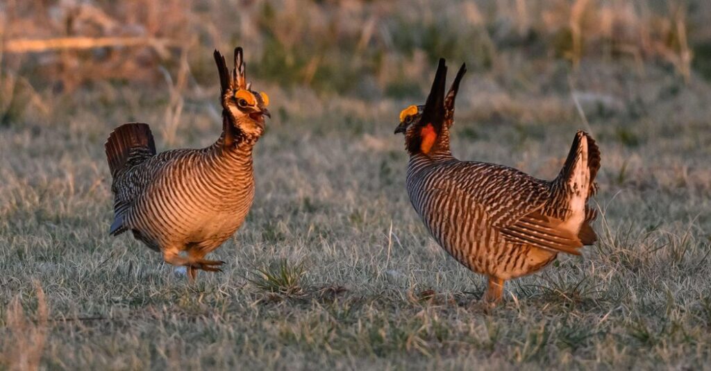 Trump officials ask Texas court to end protection of less prairie chicken Trump officials ask texas court to end protection of less
