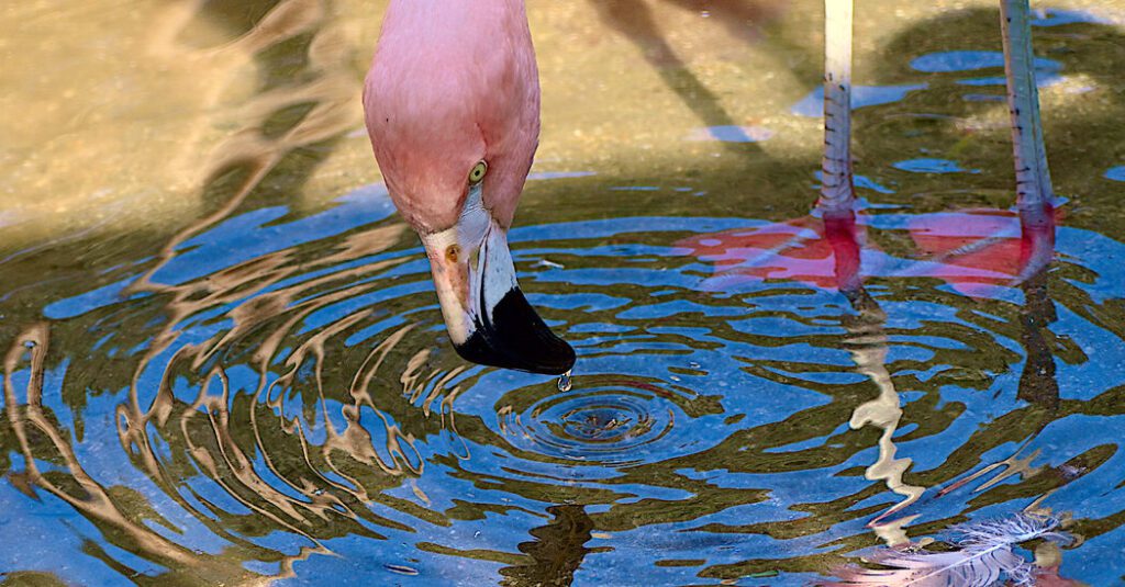 Video: Flamingo makes a vortex with beak to suck prey Video: flamingo makes a vortex with beak to suck prey