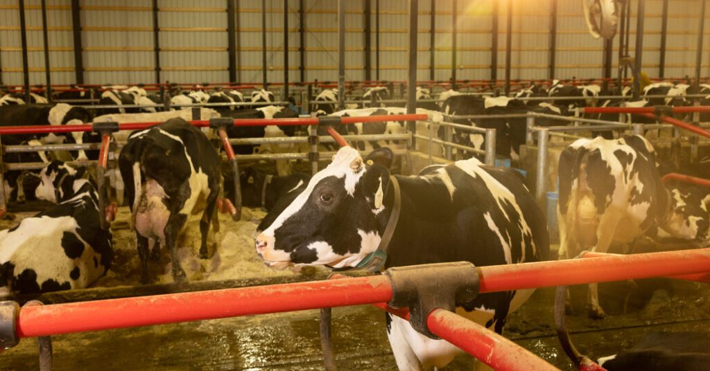 Washington's tumultuous hampers the campaign against avian flu