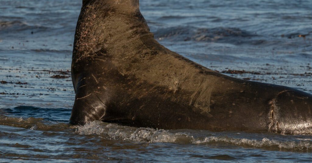 Race to save california elephant seals from bird flu