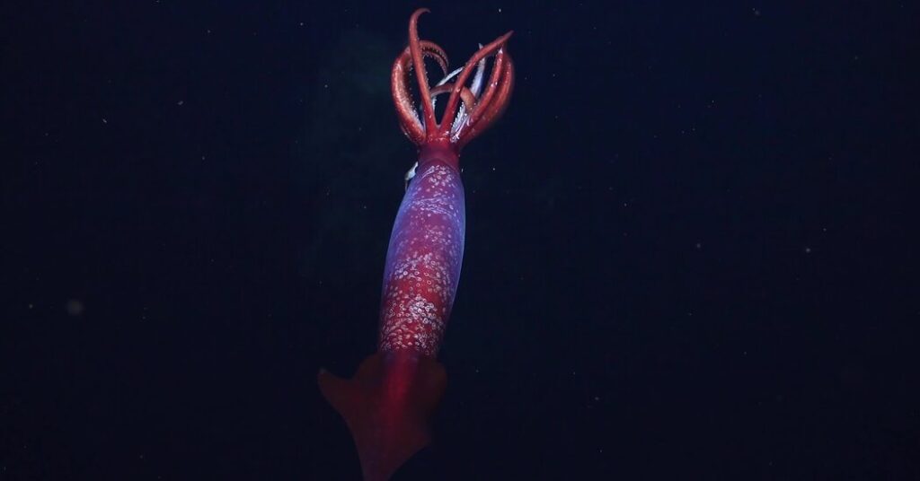 This elusive Antarctic squid was first seen This elusive antarctic squid was first seen